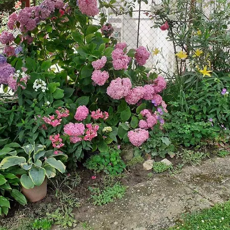 Magdalena * زلاكاروس